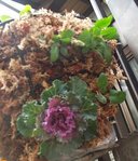 �n���M���O�@�E��